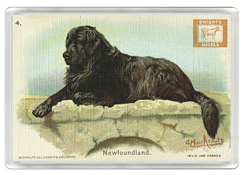 Newfoundland dog fridge magnet - dog,