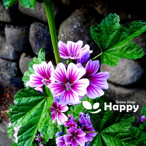 Mallow hollyhock 80 seeds - -,
