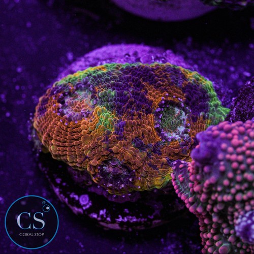 Rainbow acan echinata - rainbow,