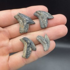REAL SHARK TEETH FOSSILS 4