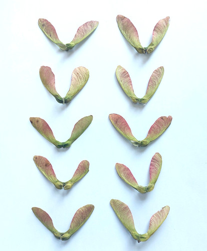 Sycamore tree seeds - sycamore, for