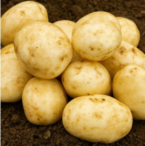 Second early seed - , potatoes