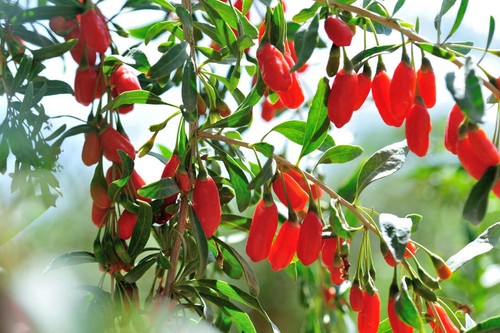 Goji jumbo plug plants - 2x,