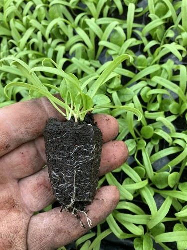 Spinach matador multi sown - spinach,