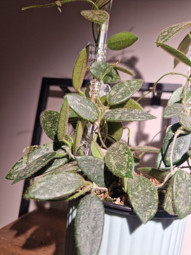 Hoya thomsonii splash - hoya, pink