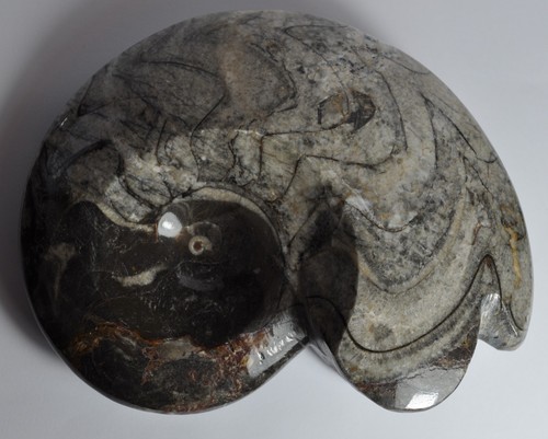 Large polished goniatite - polished,