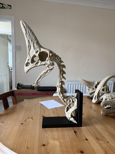Oviraptor skull bust - &, life