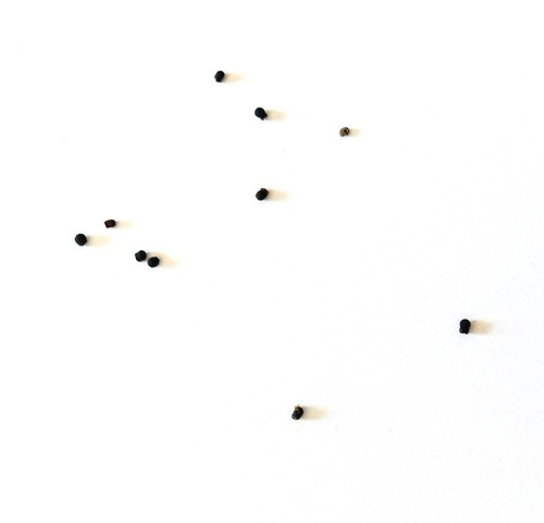 Pelecyphora valdeziana