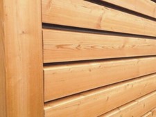 Siberian Larch