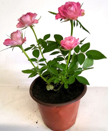 Pink rose potted plant - pink, (rosa)