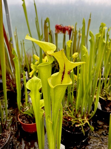 Sarracenia flava giant - sarracenia,