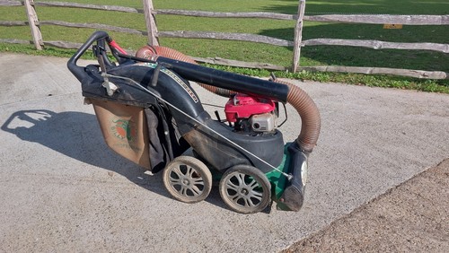 Billy goat professional - goat,