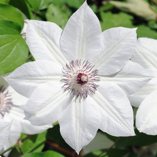 Suttons clematis snow queen - suttons,