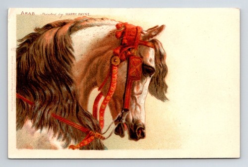 Animals arab horse harry - horse,