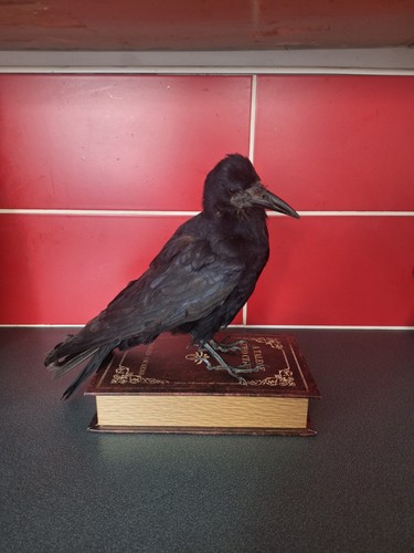 Taxidermy rook book - on, box