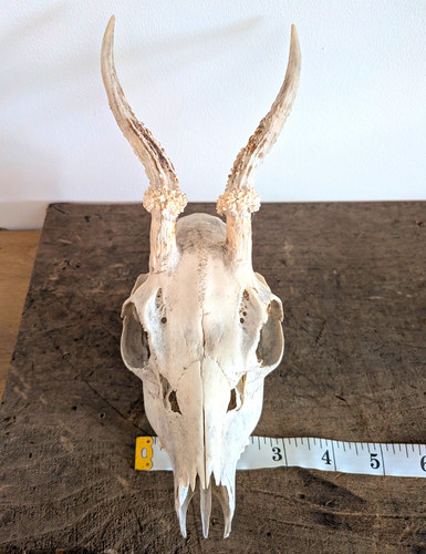 Young deer skull - with, antlers