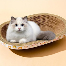 Cat Kitten Cardboard