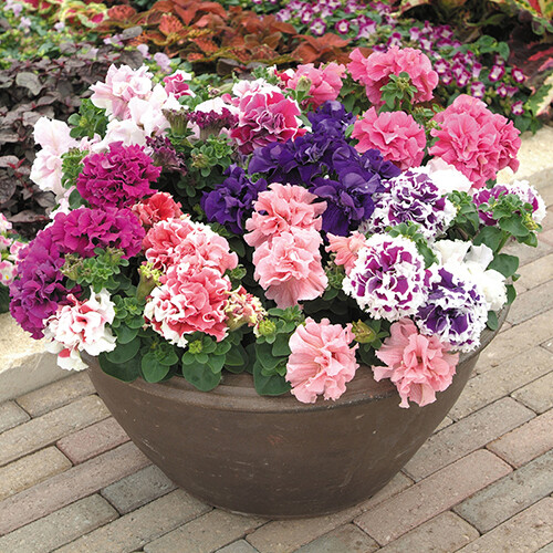 Petunia flower seeds - seeds, different
