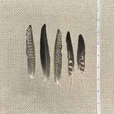 Five Real Pied Cockatiel