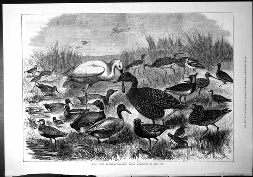 Old wild fowl preservation - wild,