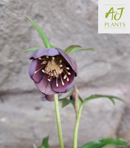 Helleborus orientalis single - orientalis,