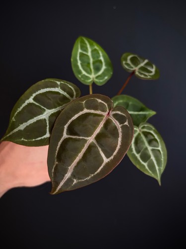 Anthurium red crystallinum - anthurium,