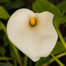 Zantedeschia aethiopica | Arum