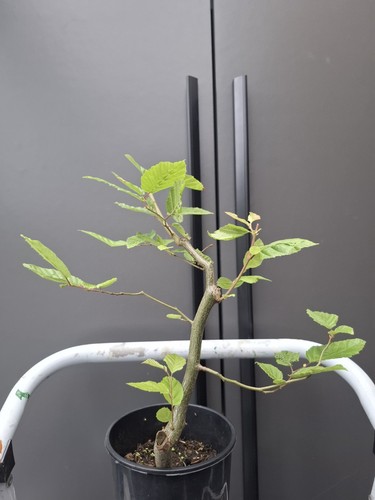 Part trained hornbeam - part,