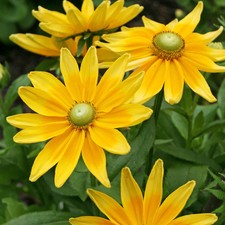 Rudbeckia 'Green Eyes' Seeds