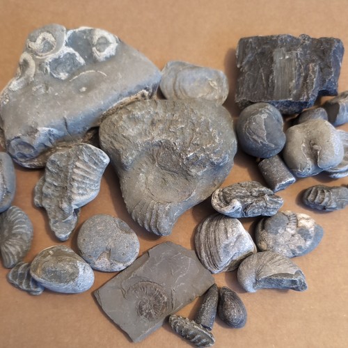 Jurassic marine fossil - jurassic,