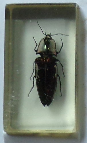 Preserved real insect resin - real, in