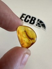 Baltic Amber With Mosquito Inclusion. 100% Real, No Fakes. Uk Seller 🇬🇧