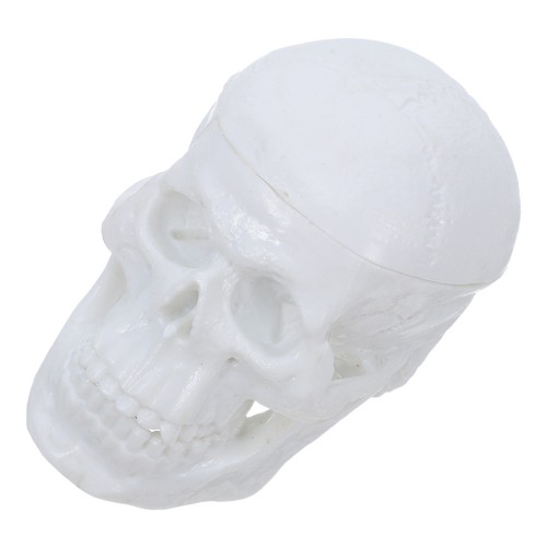 Human skeleton skull model - skeleton,