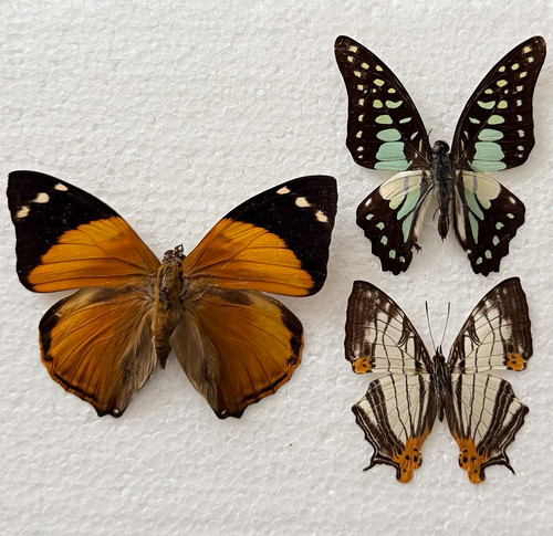 Entomology butterfly specimen - entomology,