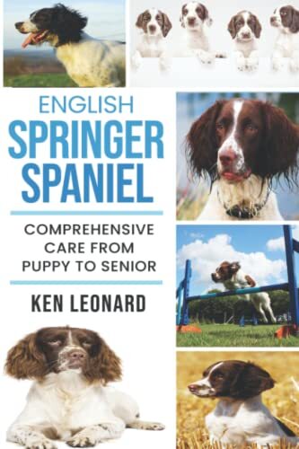 English springer spaniel - english,