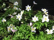 10 x British native wild Wood Anemone Nemorosa rhizomes