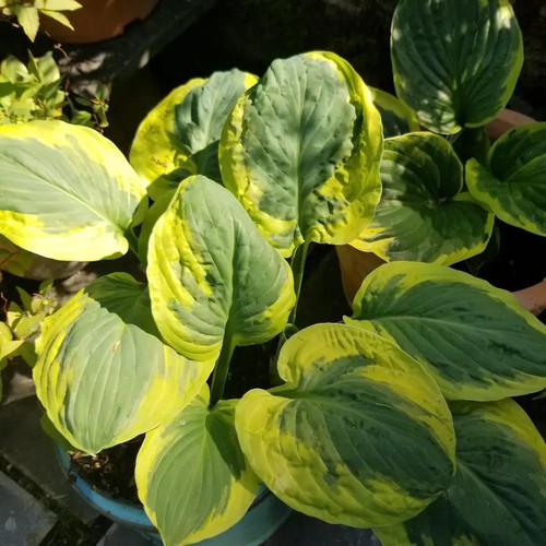 Hosta carnival mid sized - hosta, |