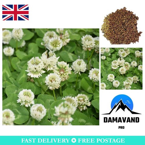 Gmo free white clover seeds - white,