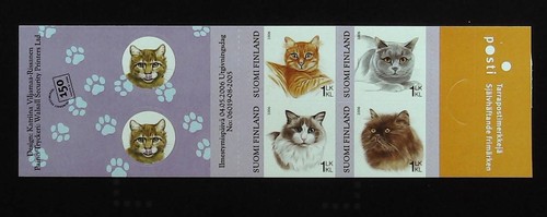 Persian british shorthair - persian,