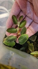 Begonia Thelmae Cutting X 1