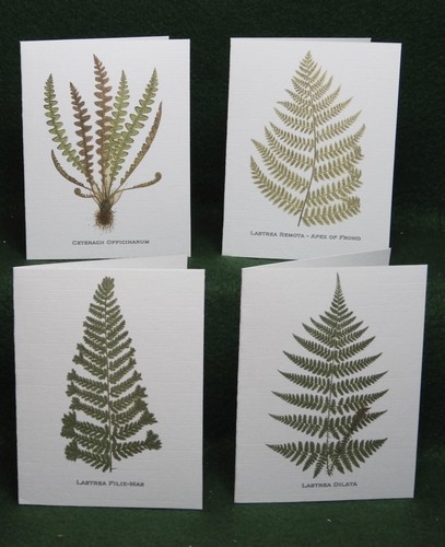 Misterbcards antique fern - 12,