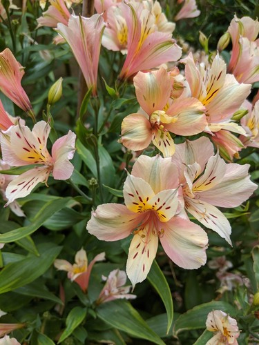 Alstroemeria inca husky - husky, 9cm