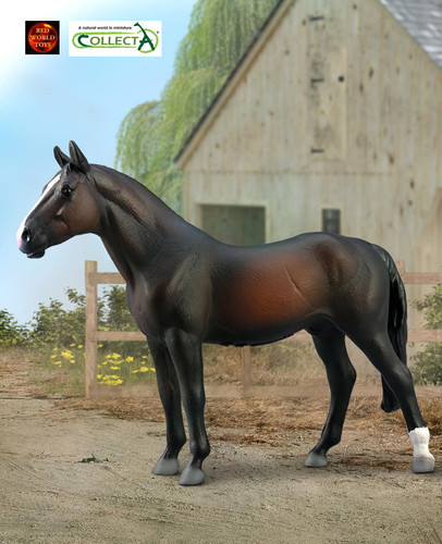 Holsteiner bay stallion - bay,