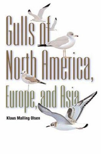 Gulls north america - :,