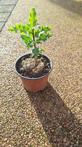 Holly ilex aquifolium sapling - holly,