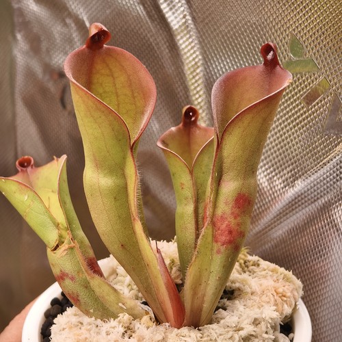 Heliamphora huberi amuri - heliamphora,