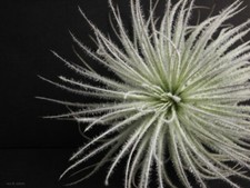 Tillandsia TECTORUM - Live rare - air plant airplant natural vivarium house