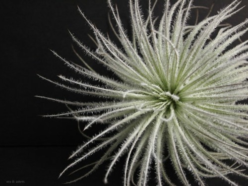 Tillandsia tectorum live - -,