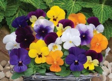 40  Winter Flowering Viola F1 Select Mixed  Bedding  Patio Plug plants