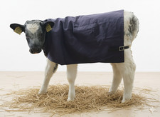 Calf Jacket/ Coat - Canvas w Wool Lining - Showerproof | Calf | Goat *SECONDS*